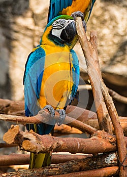 Portrait of colorful Scarlet Macaw parrot against jungle background