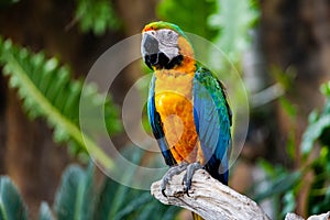 Portrait of colorful Scarlet Macaw parrot against jungle background