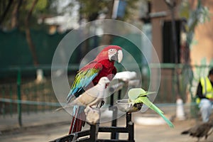 Portrait of colorful Scarlet Macaw parrot with green parrot and dove in zoo eating nuts