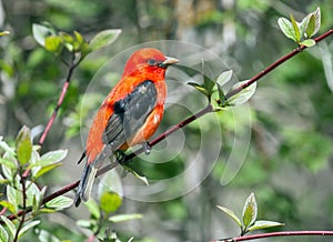 Portrait of colorful Scarlet Tanager Piranga olivacea. photo