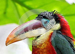 Tropical bird