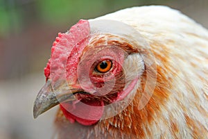 Portrait of colorful white chicken