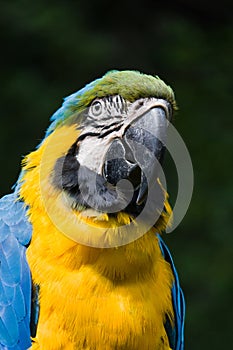 Portrait of coloured bird parrot