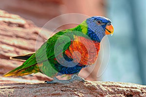 Rainbow lorikeet  or trichoglossus moluccanus