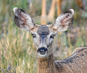 Portrait of a Columbian black-tailed deer looking straight