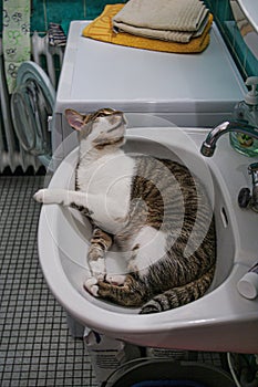 Retrato común el gran feliz masculino gato en el cuarto de bano sobre el de Agua el fregadero 