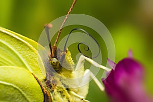 Portrait of a Common Brimstone (Gonepteryx rhamni) photo