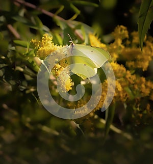 Portrait of a Common Brimstone Gonepteryx rhamni feeding on a yellow flower