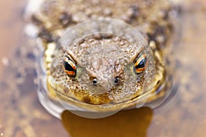 Portrait of common brown toad in water