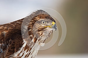 Portrét myšiaka obyčajného, buteo buteo, s kópiou vesmíru