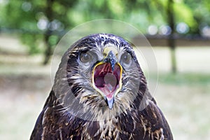 Portrét káně obecného (Buteo buteo)