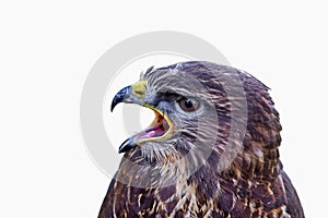 Portrait of common buzzard (Buteo buteo) on a white background