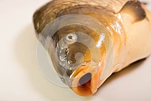 Portrait of Common carp