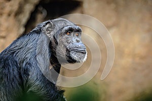 Chimpanzee