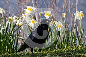 Portrait of a common crow posting and strutting