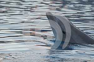 Portrait of common dolphin while watching and bathe in the blue water