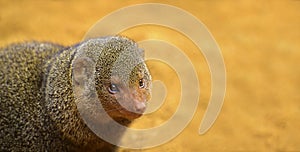 Portrait of the common dwarf mongoose