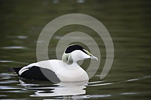 Portrait of Common Eider duck bird Somateria Mollissima in Spring in natural habitat photo