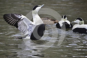 Portrait of Common Eider duck bird Somateria Mollissima in Spring in natural habitat