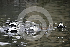 Portrait of Common Eider duck bird Somateria Mollissima in Spring in natural habitat