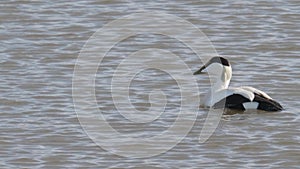Portrait of Common Eider male duck Swimming, Slow Motion