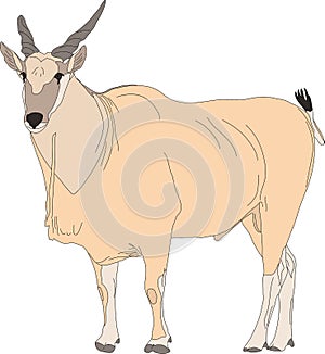 Portrait of a common eland antelope, standing
