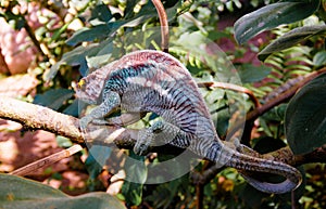 Portrait of common flat-tail gecko aka Uroplatus fimbriatus in Andasibe-Mantadia National Park, Madagascar