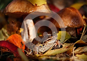 Portrait of the common frog Rana temporaria in the autumn forest