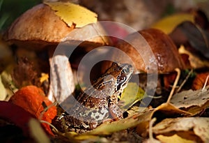 Portrait of the common frog Rana temporaria in the autumn forest