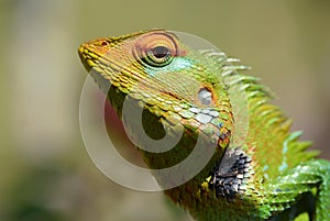 The portrait of common green forest lizard or Calotes calotes