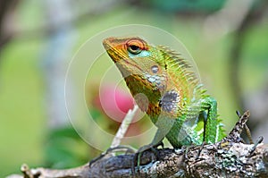 The portrait of common green forest lizard or Calotes calotes