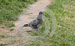 Portrait of a common grey urban pigeon