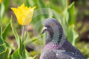 Portrait of a common grey urban pigeon in the picturesque green meadow with yellow tulips