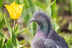 Portrait of a common grey urban pigeon in the picturesque green meadow with yellow tulips