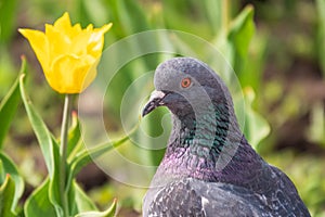 Portrait of a common grey urban pigeon in the picturesque green meadow with yellow tulips