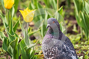 Portrait of a common grey urban pigeon in the picturesque green meadow with yellow tulips