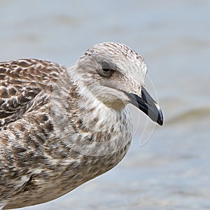 Portrait of a common gull