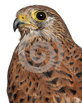 Portrait of Common Kestrel