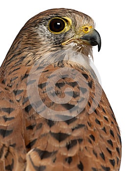 Portrait of Common Kestrel, Falco tinnunculus photo