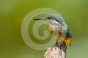 The portrait of Common Kingfisher