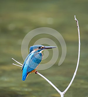 Portrait of common kingfisher, Alcedo atthis in an indian forest