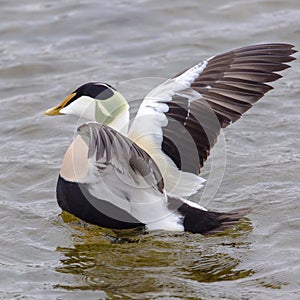 Portrait of common male eider duck (Somateria mollissima)