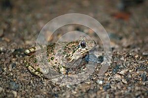 Portrait of a common parsley frog in the ground