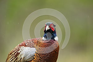 portrait of common pheasant phasianus colchicus