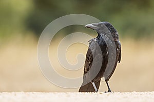 Portrait of common raven (Corvus corax