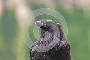 Portrait of a common raven (Corvus corax principalis)