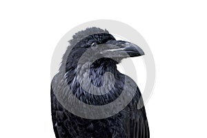 Portrait of common raven (Corvus corax) on a white background