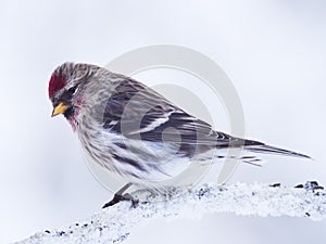 Portrait of a Common Redpoll in winter