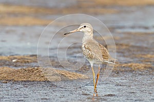 Portrait of Common Redshank