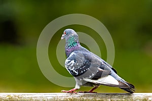 A portrait of a common Rock Dove as it stands on a wooden fence